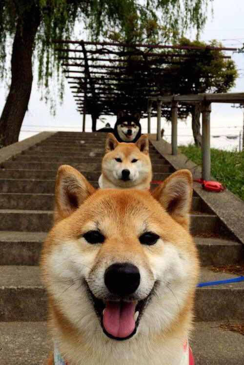 世俱杯网址-篮球运动员训练营管理模式研究与应用,篮球训练营项目概述