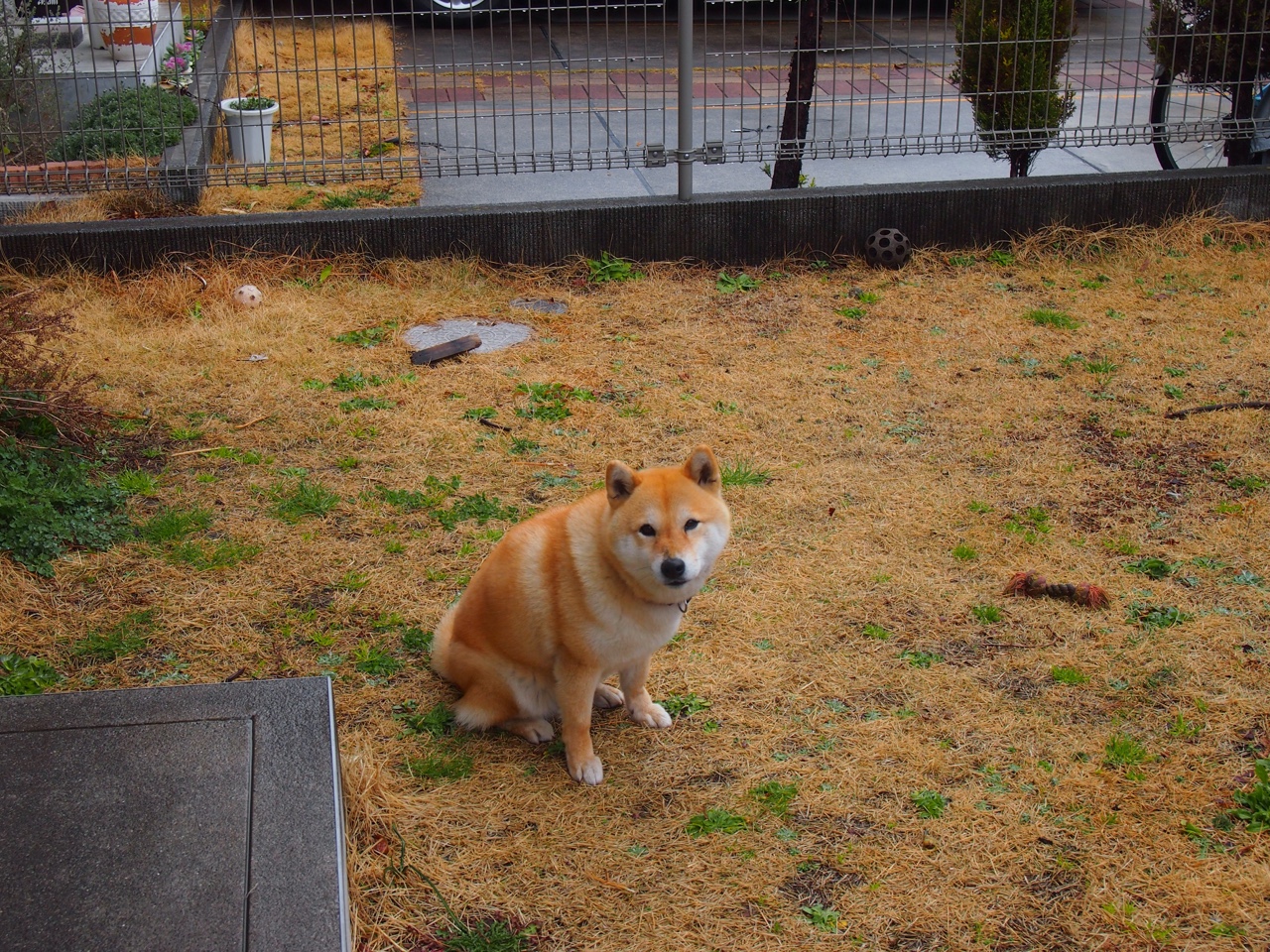 世俱杯足球-赛季中期总结:谁是五大联赛的最大黑马?,五大联赛最强队