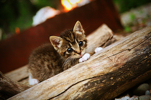 世俱杯比赛视频在线观看-高校体育赛事观众体验提升策略,高校体育赛事观众体验提升策略论文