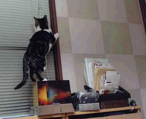 世俱杯2025赛程-东亚杯中国青年队战败 球迷呼吁心理建设,东亚杯中国夺冠