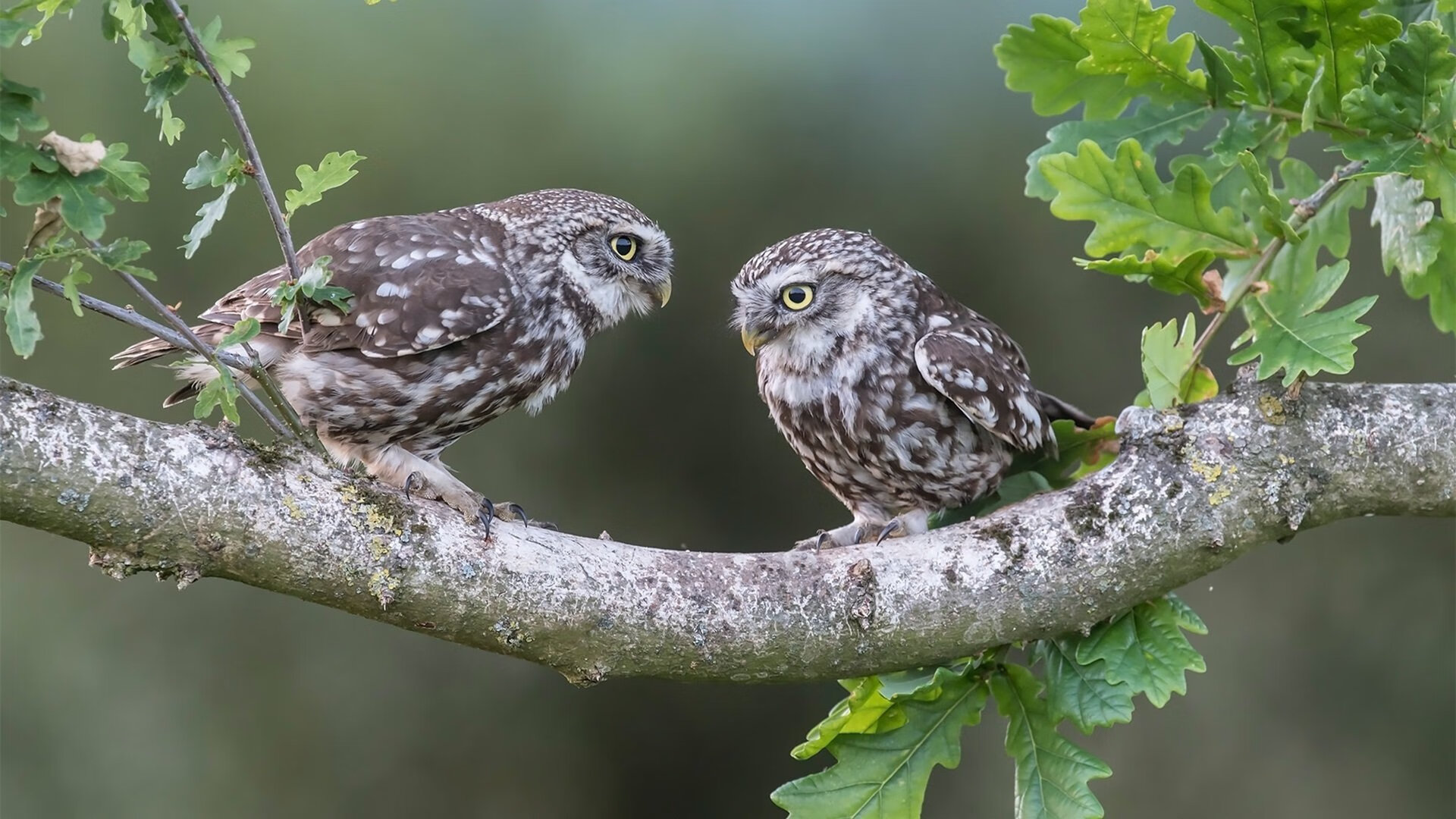 世界俱乐部杯在线观看-亚特兰大快节奏反击打穿传统防线,亚特兰大战术体系