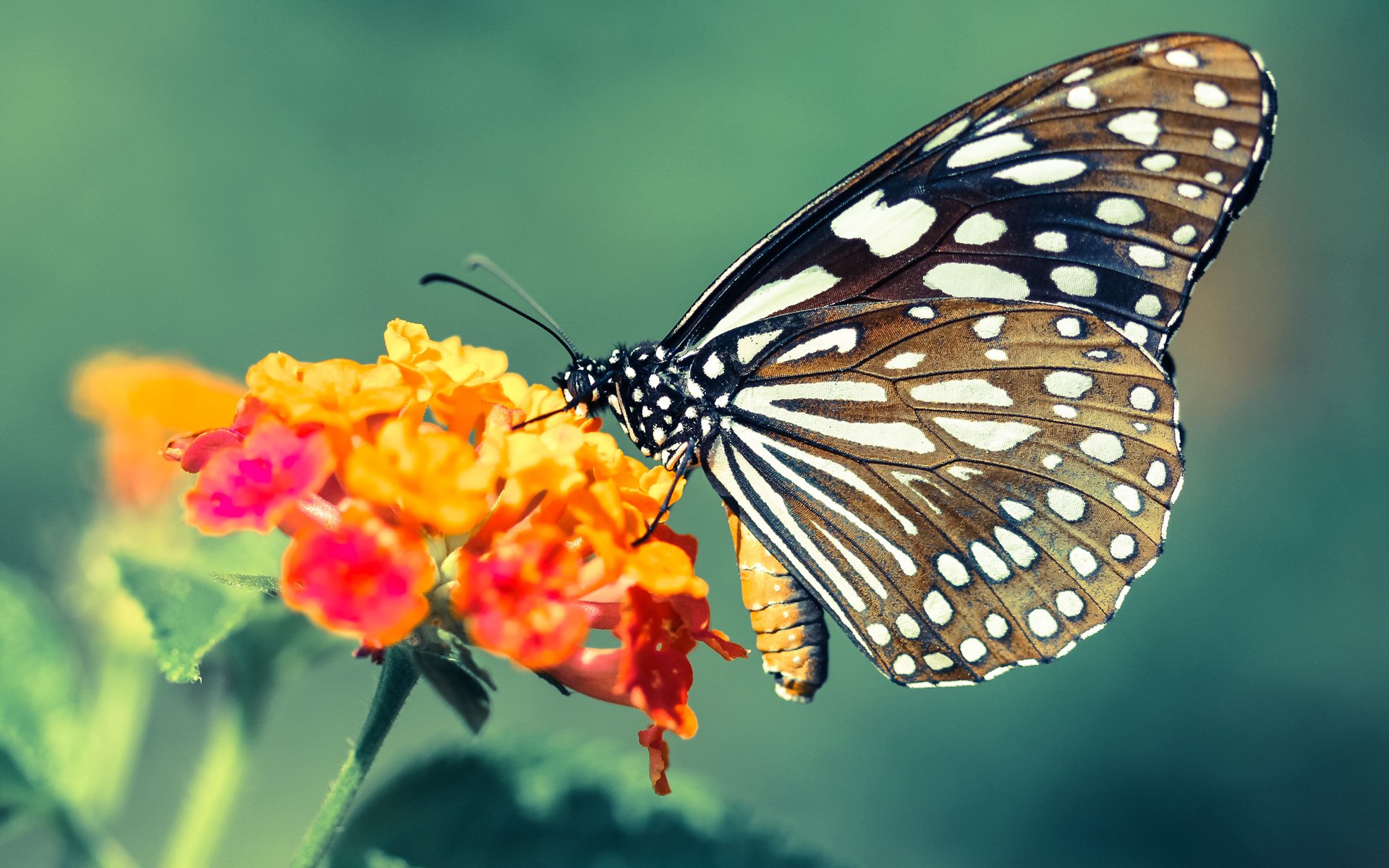 世俱杯专业体育赛事直播平台-低调实力派球员表现分析,低调足球